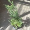 Cupressus - Lei landy - Image 2