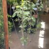 Ciruelo
