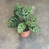 Calathea - Macoyana Junior