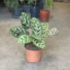 Calathea - Macoyana Junior - Image 2