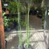 Equisetum - Image 3
