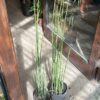 Equisetum