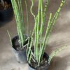 Equisetum - Image 2