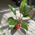 Philodendro Imperial Bordo
