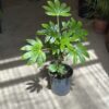 Aralia - Sieboldii - Image 2