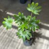 Aralia - Sieboldii