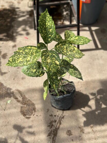 Aucuba