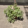 Malva - Incienso variegado - Image 2