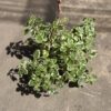 Malva - Incienso variegado