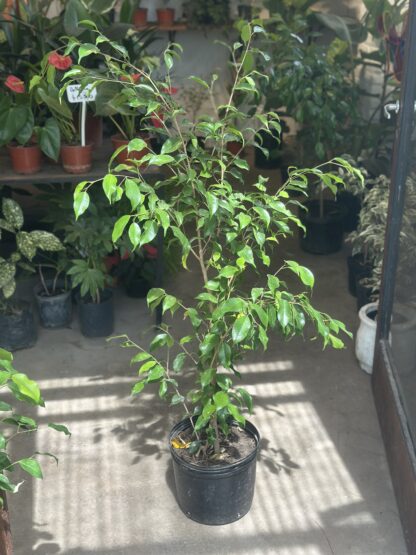 Ficus Clasico