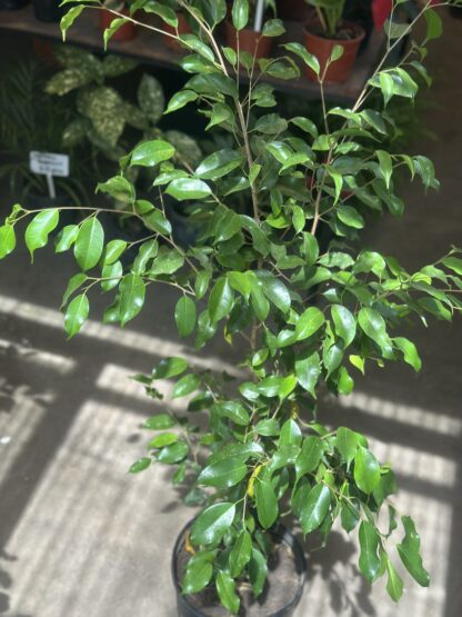Ficus Clasico - Image 2