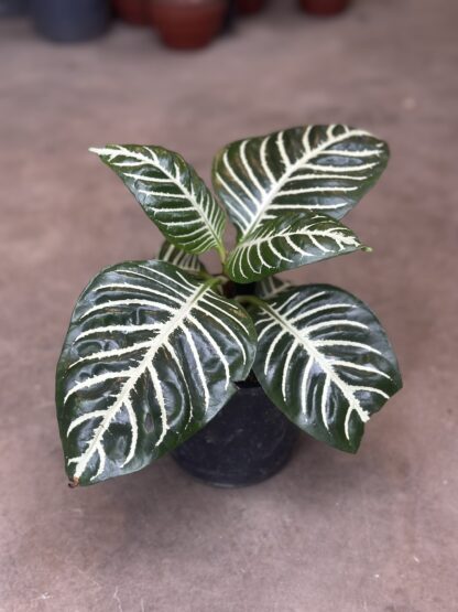 Aphelandra