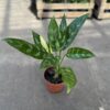 Aglaonema - Image 3