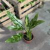 Aglaonema - Image 2
