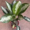 Aglaonema - Silver