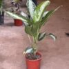 Aglaonema - Silver - Image 2