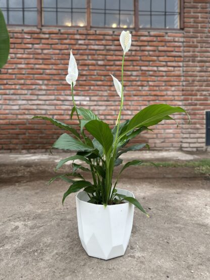 Spatyfilium en Maceta Facetada