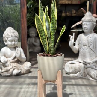 Sansiveria con Maceta Premium y Pie Nórdico N°22