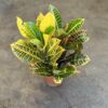 Croton - Clasico - Image 2