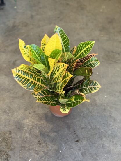 Croton - Clasico - Image 2