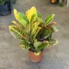 Croton - Clasico
