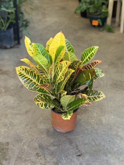 Croton - Clasico