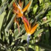 Strelitzia Reginae - Image 3