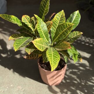 Combo - Croton Clasico + Maceta Facetada