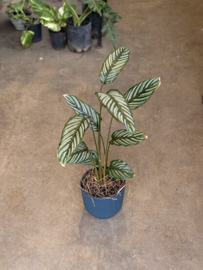 Combo - Calathea Mil Rayas + Maceta Milan - Image 2