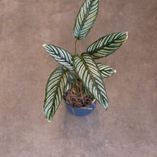 Combo - Calathea Mil Rayas + Maceta Milan