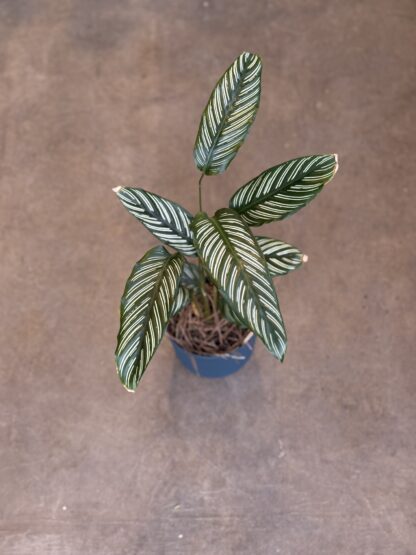 Combo - Calathea Mil Rayas + Maceta Milan