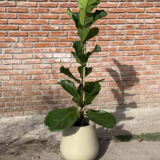 Combo - Pandurata + Maceta Rotomoldeada RG