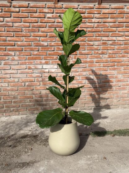 Combo - Pandurata + Maceta Rotomoldeada RG
