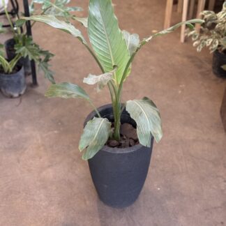 Combo - Strelitzia reginae + Maceta Rotomoldeada Inca