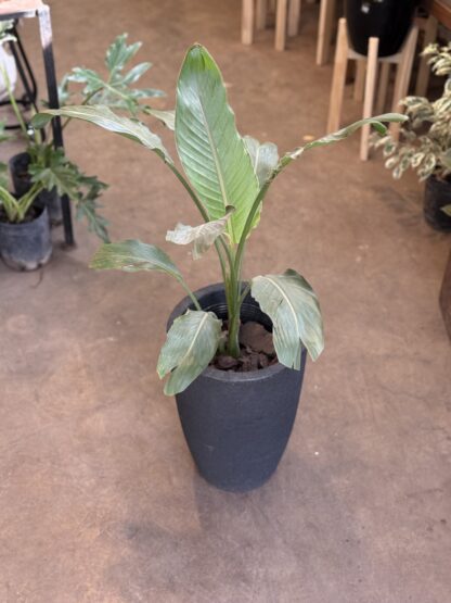 Combo - Strelitzia reginae + Maceta Rotomoldeada Inca