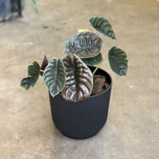 Combo - Alocasia Cuprea + Maceta Milan