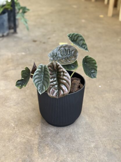 Combo - Alocasia Cuprea + Maceta Milan