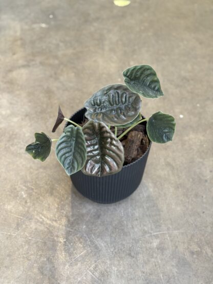 Combo - Alocasia Cuprea + Maceta Milan - Image 2