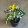 Aphelandra - Image 2