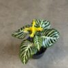 Aphelandra