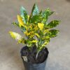 Croton - Mandarina - Image 2