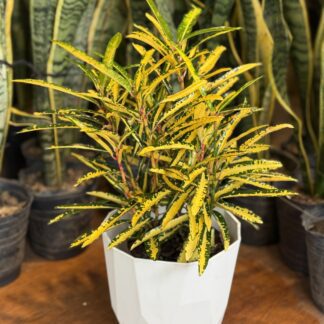 Combo - Croton Fideo + Maceta Facetada