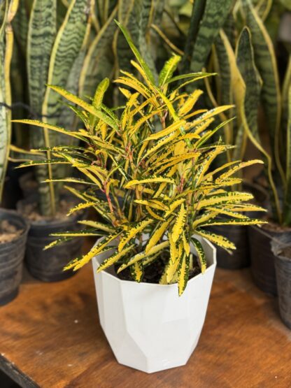 Combo - Croton Fideo + Maceta Facetada