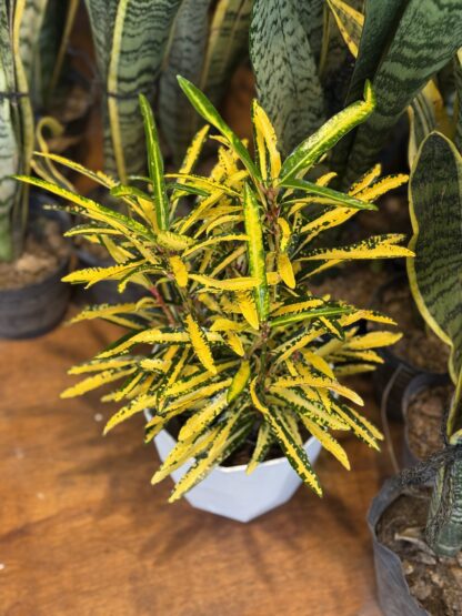 Combo - Croton Fideo + Maceta Facetada - Image 2