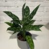 Combo - Aglaonema + Maceta Milan