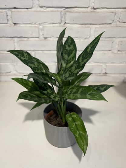 Combo - Aglaonema + Maceta Milan