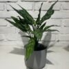 Combo - Aglaonema + Maceta Milan - Image 2