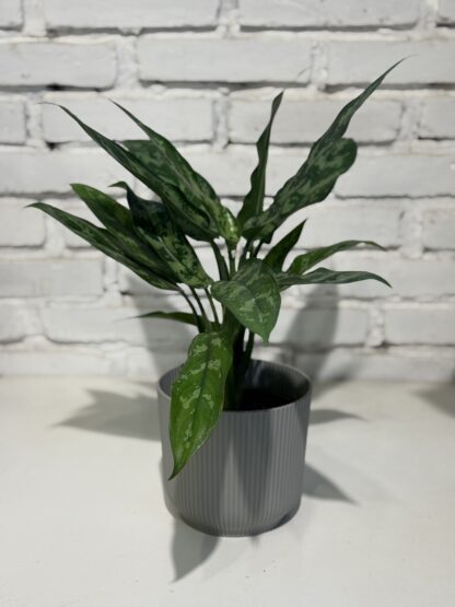 Combo - Aglaonema + Maceta Milan - Image 2