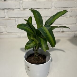 Combo - Palo de agua + Maceta premium