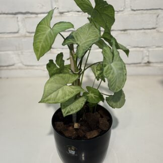 Combo - Syngonium + Maceta Premium